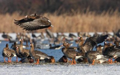 Wild geese flock to Tata